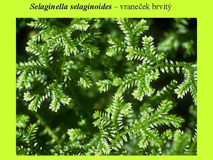 Selaginella selaginoides – vraneček brvitý 