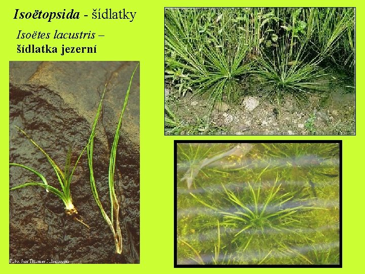 Isoëtopsida - šídlatky Isoëtes lacustris – šídlatka jezerní Isoëtopsida - šídlatky Isoëtes lacustris – šídlatka jezerní