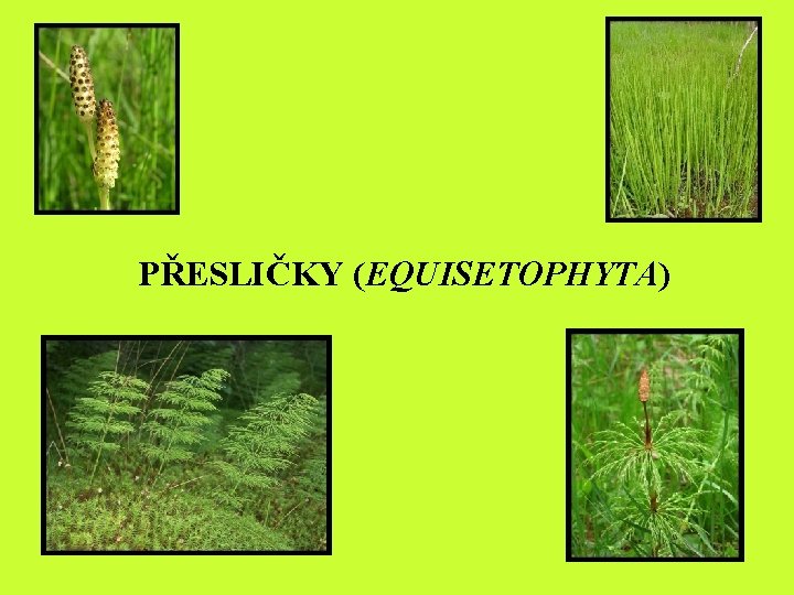 PŘESLIČKY (EQUISETOPHYTA) PŘESLIČKY (EQUISETOPHYTA)