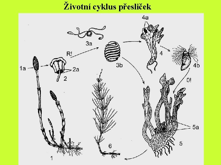 Životní cyklus přesliček Životní cyklus přesliček