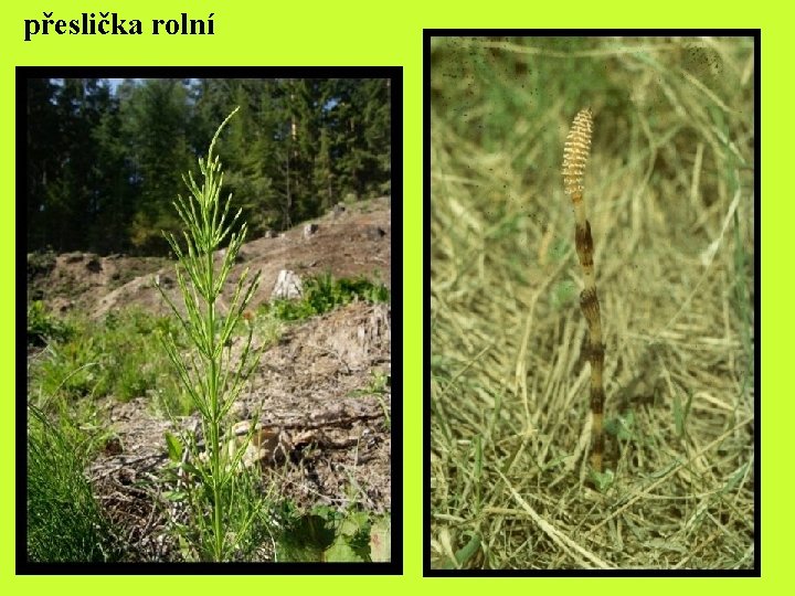 přeslička rolní přeslička rolní