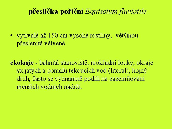 přeslička poříční Equisetum fluviatile • vytrvalé až 150 cm vysoké rostliny, většinou přeslenitě větvené