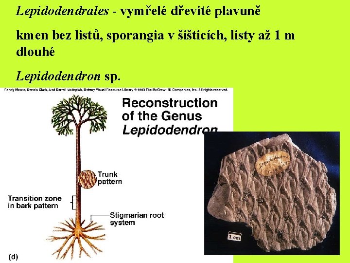 Lepidodendrales - vymřelé dřevité plavuně kmen bez listů, sporangia v šišticích, listy až 1