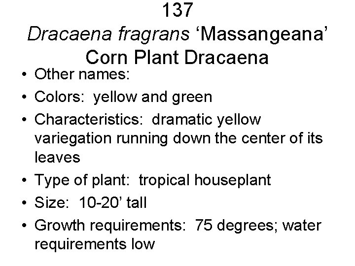 137 Dracaena fragrans ‘Massangeana’ Corn Plant Dracaena • Other names: • Colors: yellow and 137 Dracaena fragrans ‘Massangeana’ Corn Plant Dracaena • Other names: • Colors: yellow and
