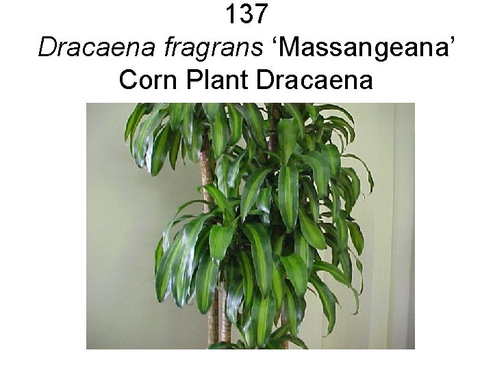 137 Dracaena fragrans ‘Massangeana’ Corn Plant Dracaena 137 Dracaena fragrans ‘Massangeana’ Corn Plant Dracaena