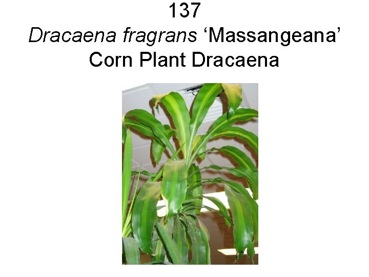 137 Dracaena fragrans ‘Massangeana’ Corn Plant Dracaena 137 Dracaena fragrans ‘Massangeana’ Corn Plant Dracaena