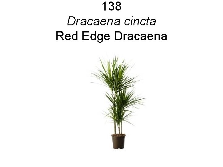 138 Dracaena cincta Red Edge Dracaena 138 Dracaena cincta Red Edge Dracaena