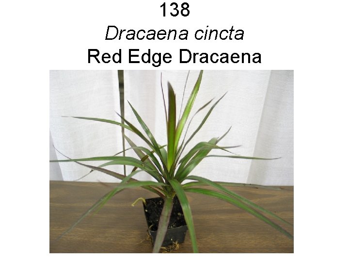 138 Dracaena cincta Red Edge Dracaena 138 Dracaena cincta Red Edge Dracaena