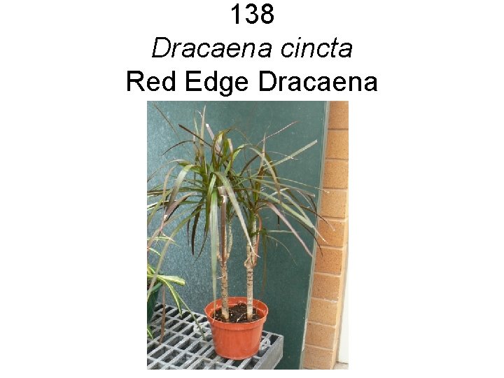138 Dracaena cincta Red Edge Dracaena 138 Dracaena cincta Red Edge Dracaena