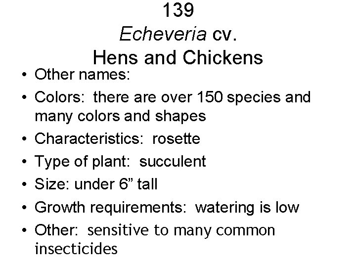 139 Echeveria cv. Hens and Chickens • Other names: • Colors: there are over 139 Echeveria cv. Hens and Chickens • Other names: • Colors: there are over