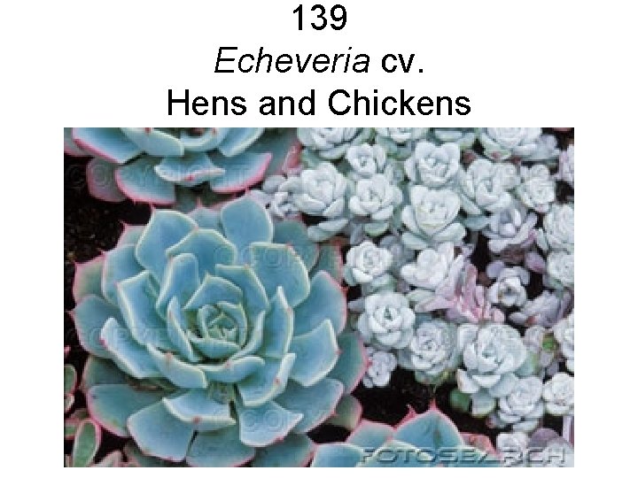 139 Echeveria cv. Hens and Chickens 139 Echeveria cv. Hens and Chickens