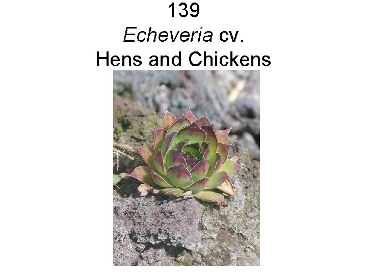 139 Echeveria cv. Hens and Chickens 139 Echeveria cv. Hens and Chickens