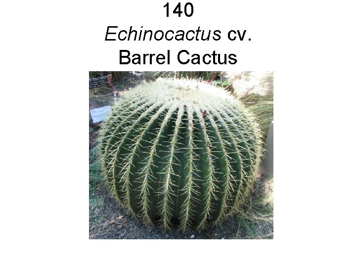 140 Echinocactus cv. Barrel Cactus 140 Echinocactus cv. Barrel Cactus
