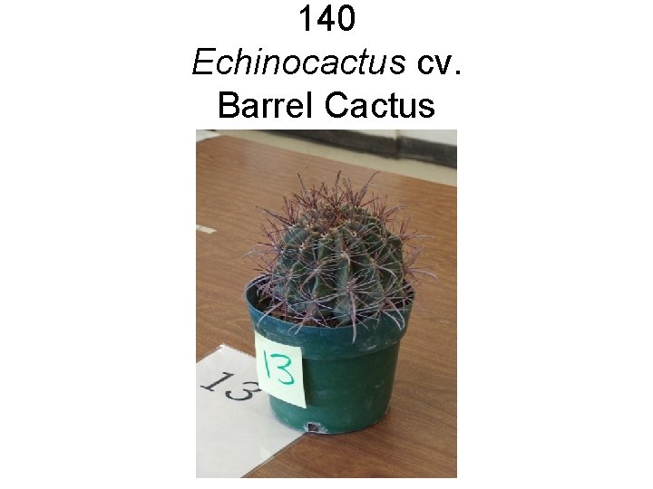 140 Echinocactus cv. Barrel Cactus 140 Echinocactus cv. Barrel Cactus