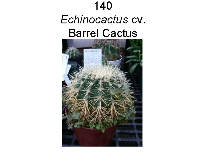 140 Echinocactus cv. Barrel Cactus 140 Echinocactus cv. Barrel Cactus