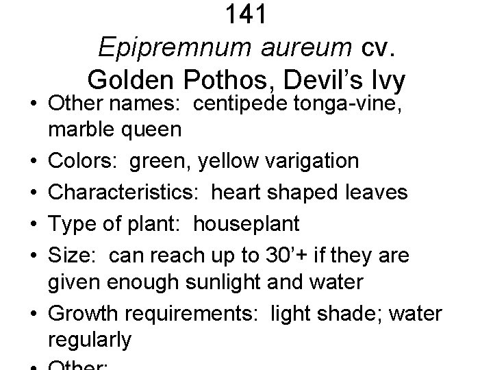 141 Epipremnum aureum cv. Golden Pothos, Devil’s Ivy • Other names: centipede tonga-vine, marble 141 Epipremnum aureum cv. Golden Pothos, Devil’s Ivy • Other names: centipede tonga-vine, marble