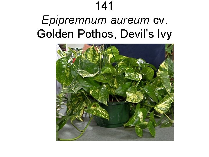 141 Epipremnum aureum cv. Golden Pothos, Devil’s Ivy 141 Epipremnum aureum cv. Golden Pothos, Devil’s Ivy