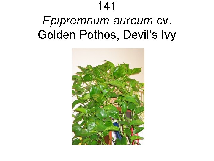 141 Epipremnum aureum cv. Golden Pothos, Devil’s Ivy 141 Epipremnum aureum cv. Golden Pothos, Devil’s Ivy