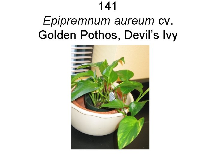 141 Epipremnum aureum cv. Golden Pothos, Devil’s Ivy 141 Epipremnum aureum cv. Golden Pothos, Devil’s Ivy