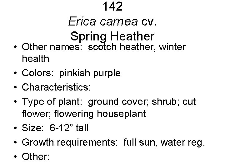 142 Erica carnea cv. Spring Heather • Other names: scotch heather, winter health • 142 Erica carnea cv. Spring Heather • Other names: scotch heather, winter health •