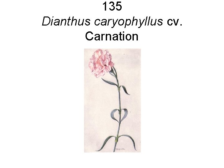 135 Dianthus caryophyllus cv. Carnation 135 Dianthus caryophyllus cv. Carnation
