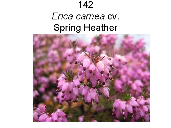 142 Erica carnea cv. Spring Heather 142 Erica carnea cv. Spring Heather