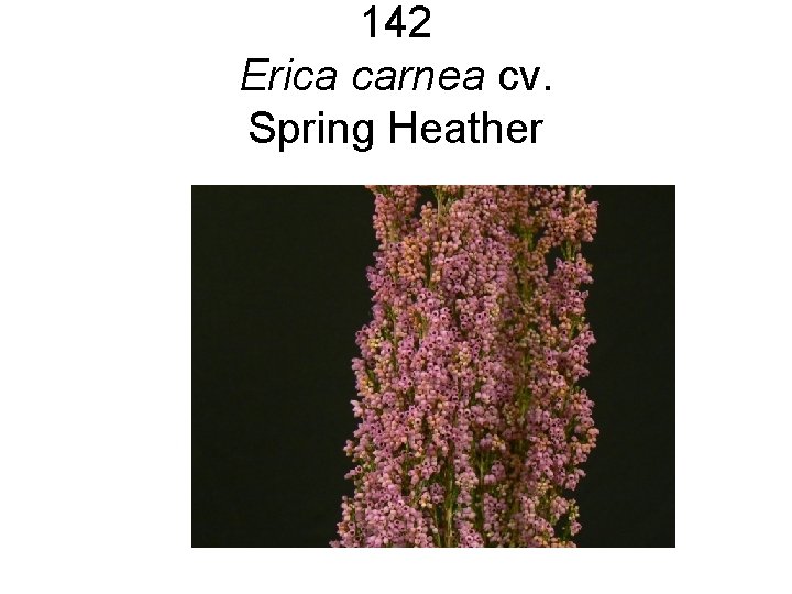 142 Erica carnea cv. Spring Heather 142 Erica carnea cv. Spring Heather