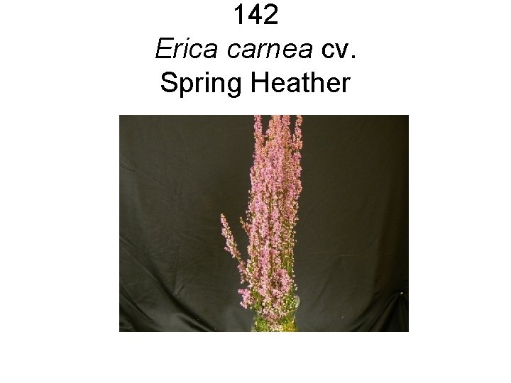 142 Erica carnea cv. Spring Heather 142 Erica carnea cv. Spring Heather
