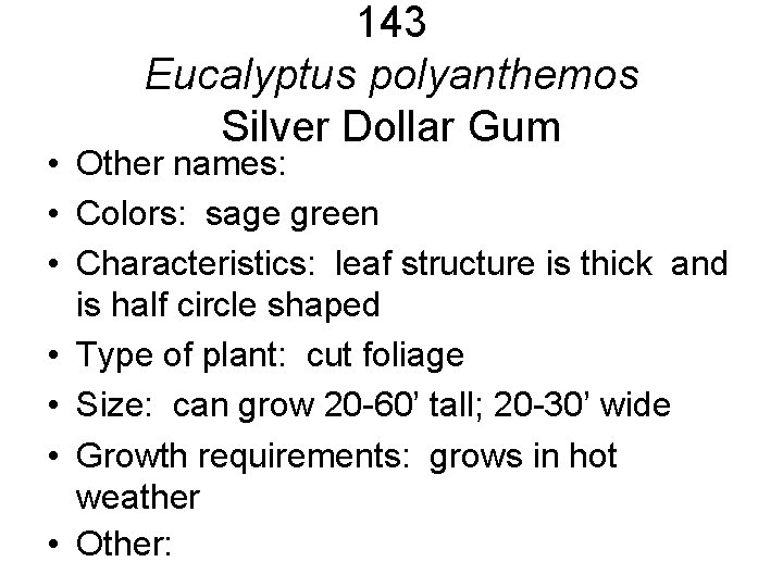 143 Eucalyptus polyanthemos Silver Dollar Gum • Other names: • Colors: sage green • 143 Eucalyptus polyanthemos Silver Dollar Gum • Other names: • Colors: sage green •