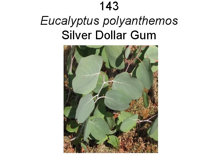143 Eucalyptus polyanthemos Silver Dollar Gum 143 Eucalyptus polyanthemos Silver Dollar Gum