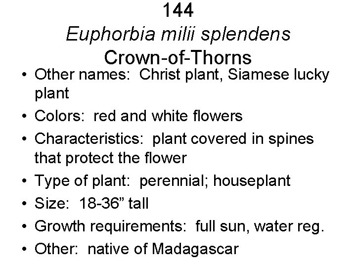 144 Euphorbia milii splendens Crown-of-Thorns • Other names: Christ plant, Siamese lucky plant • 144 Euphorbia milii splendens Crown-of-Thorns • Other names: Christ plant, Siamese lucky plant •