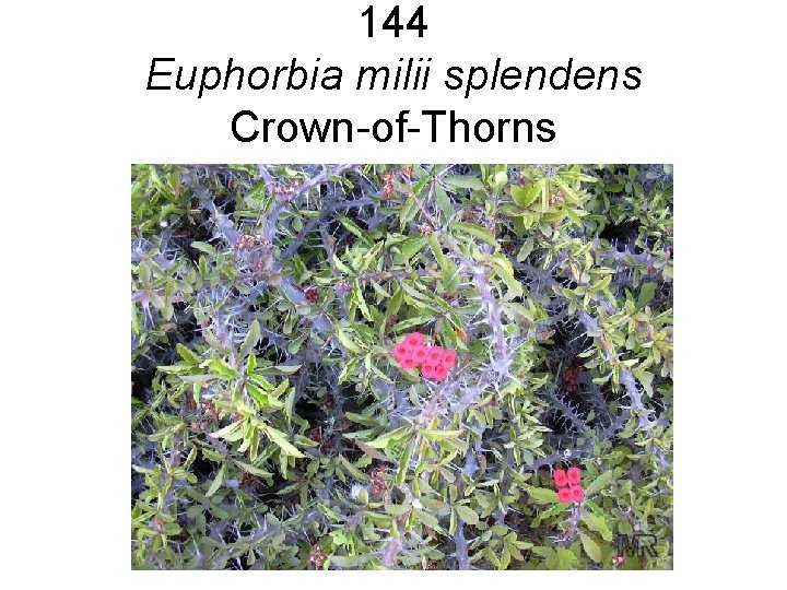 144 Euphorbia milii splendens Crown-of-Thorns 144 Euphorbia milii splendens Crown-of-Thorns