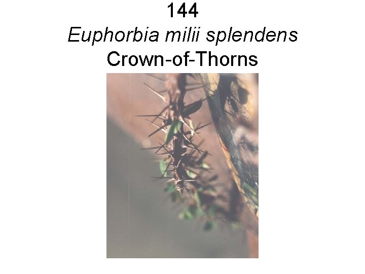144 Euphorbia milii splendens Crown-of-Thorns 144 Euphorbia milii splendens Crown-of-Thorns