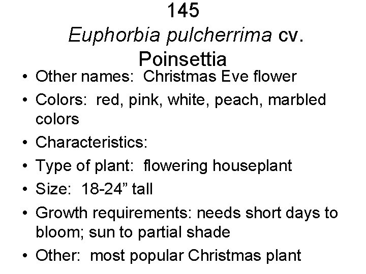 145 Euphorbia pulcherrima cv. Poinsettia • Other names: Christmas Eve flower • Colors: red, 145 Euphorbia pulcherrima cv. Poinsettia • Other names: Christmas Eve flower • Colors: red,