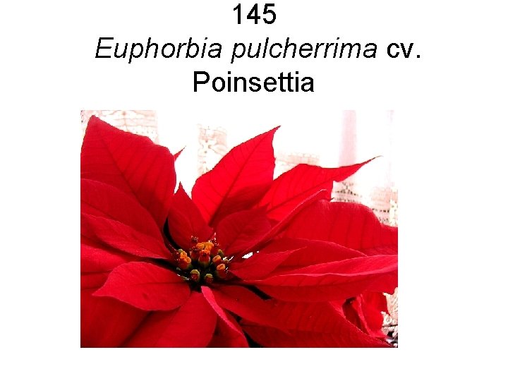145 Euphorbia pulcherrima cv. Poinsettia 145 Euphorbia pulcherrima cv. Poinsettia
