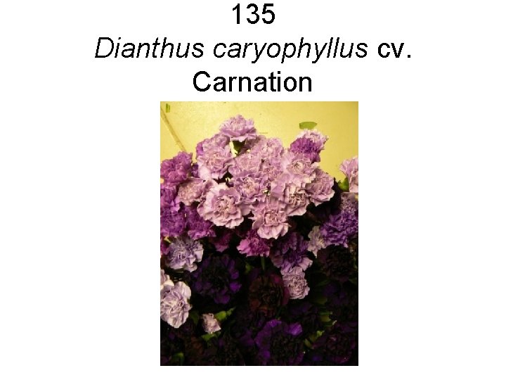 135 Dianthus caryophyllus cv. Carnation 135 Dianthus caryophyllus cv. Carnation