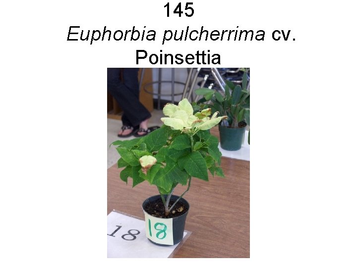 145 Euphorbia pulcherrima cv. Poinsettia 145 Euphorbia pulcherrima cv. Poinsettia