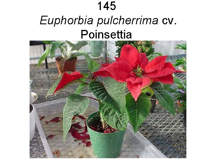 145 Euphorbia pulcherrima cv. Poinsettia 145 Euphorbia pulcherrima cv. Poinsettia