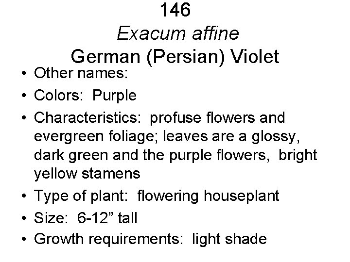 146 Exacum affine German (Persian) Violet • Other names: • Colors: Purple • Characteristics: 146 Exacum affine German (Persian) Violet • Other names: • Colors: Purple • Characteristics: