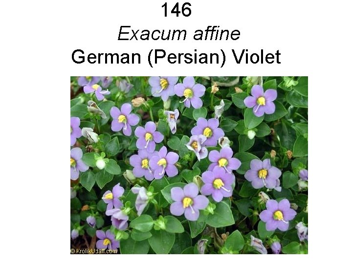 146 Exacum affine German (Persian) Violet 146 Exacum affine German (Persian) Violet