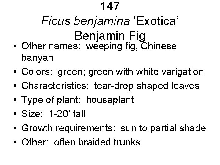 147 Ficus benjamina ‘Exotica’ Benjamin Fig • Other names: weeping fig, Chinese banyan • 147 Ficus benjamina ‘Exotica’ Benjamin Fig • Other names: weeping fig, Chinese banyan •