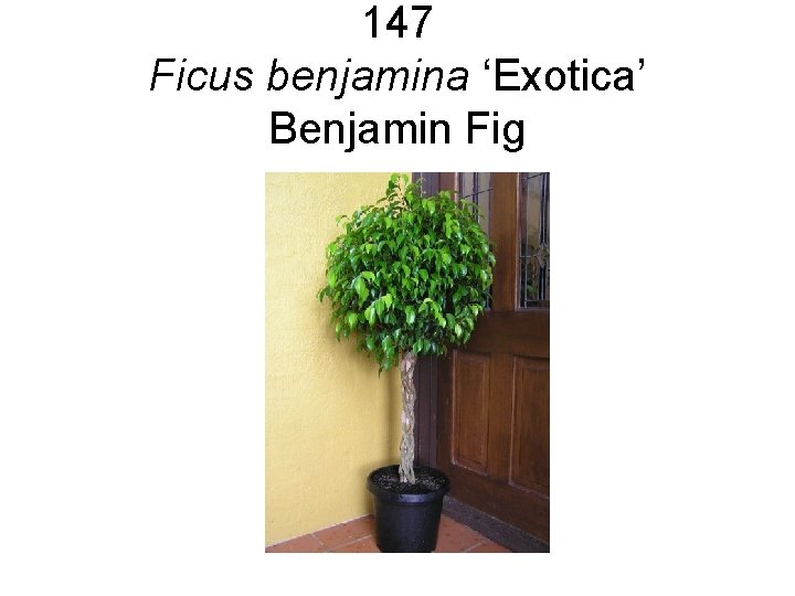 147 Ficus benjamina ‘Exotica’ Benjamin Fig 147 Ficus benjamina ‘Exotica’ Benjamin Fig