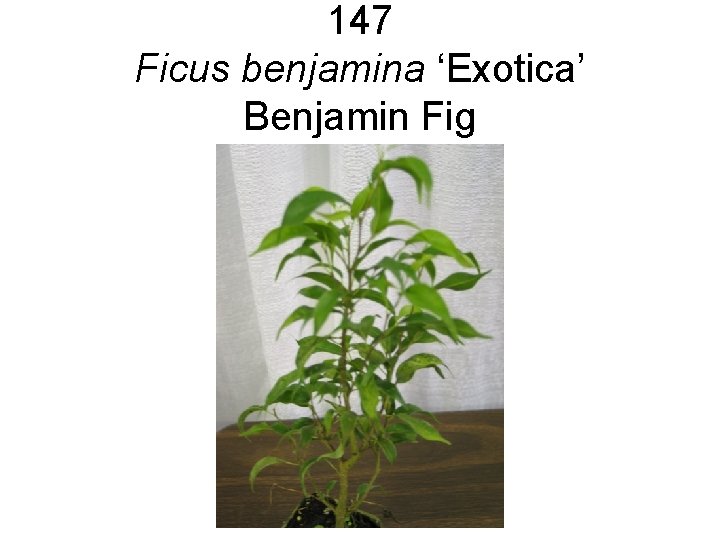 147 Ficus benjamina ‘Exotica’ Benjamin Fig 147 Ficus benjamina ‘Exotica’ Benjamin Fig