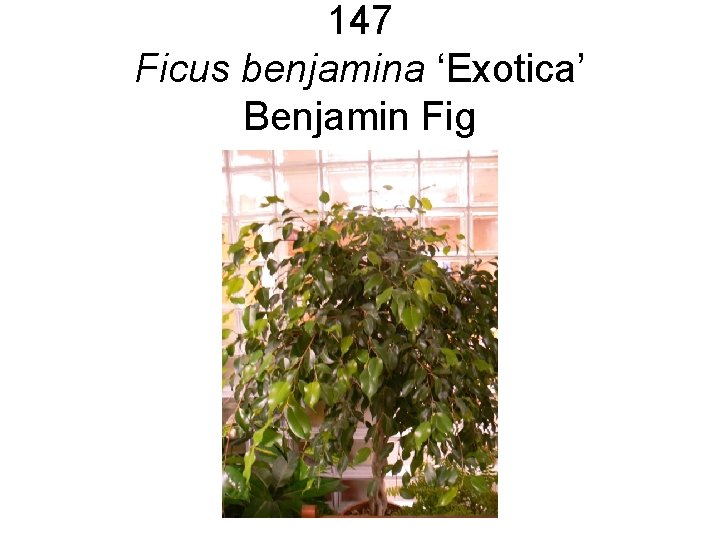 147 Ficus benjamina ‘Exotica’ Benjamin Fig 147 Ficus benjamina ‘Exotica’ Benjamin Fig