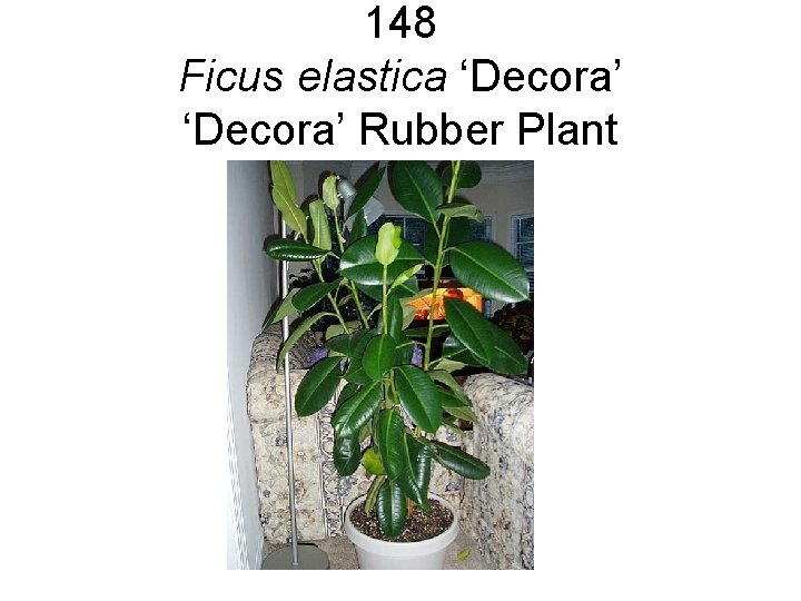 148 Ficus elastica ‘Decora’ Rubber Plant 148 Ficus elastica ‘Decora’ Rubber Plant
