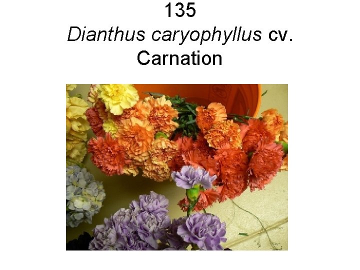 135 Dianthus caryophyllus cv. Carnation 135 Dianthus caryophyllus cv. Carnation