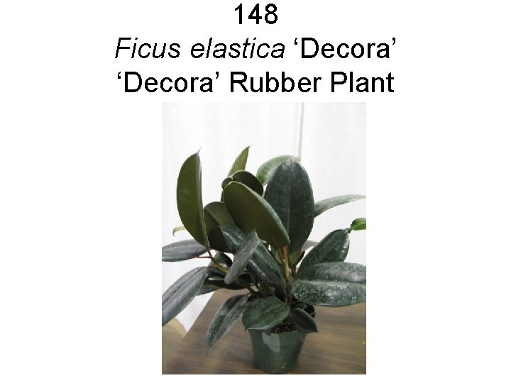 148 Ficus elastica ‘Decora’ Rubber Plant 148 Ficus elastica ‘Decora’ Rubber Plant