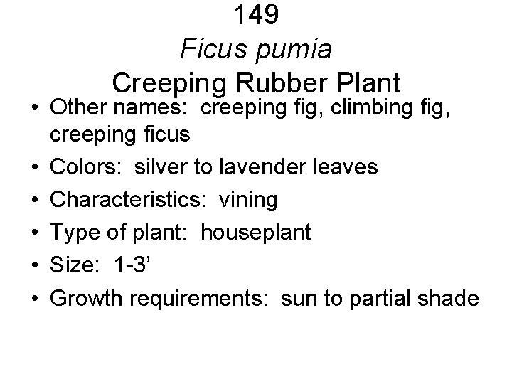 149 Ficus pumia Creeping Rubber Plant • Other names: creeping fig, climbing fig, creeping 149 Ficus pumia Creeping Rubber Plant • Other names: creeping fig, climbing fig, creeping