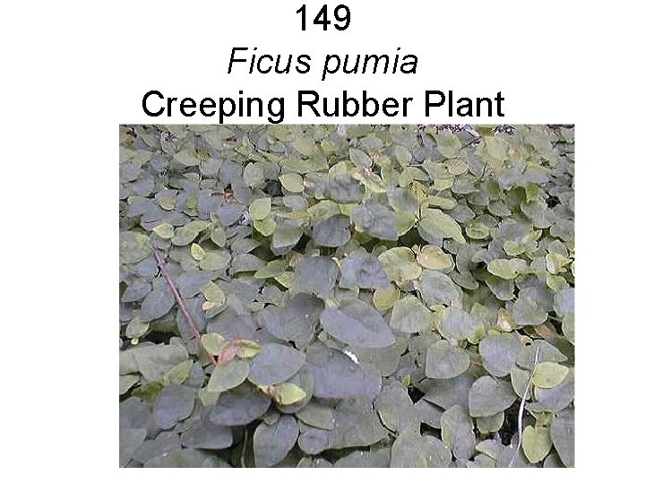 149 Ficus pumia Creeping Rubber Plant 149 Ficus pumia Creeping Rubber Plant