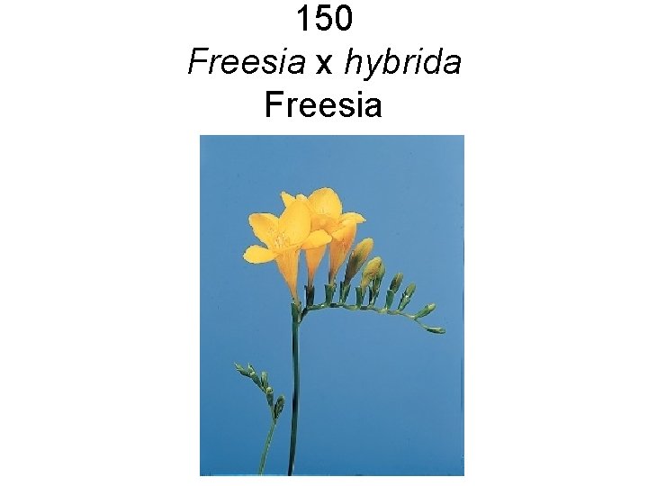 150 Freesia x hybrida Freesia 150 Freesia x hybrida Freesia